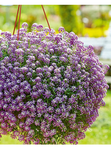 Hauptbild des Artikels "Steinkraut Lucia Lavender" aus der Kategorie "Blumen Jungpflanzen"