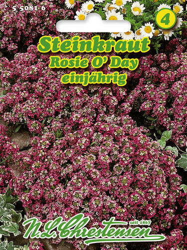 Hauptbild des Artikels "Steinkraut Rosi O'Day" aus der Kategorie "Samen"