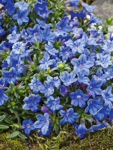 Hauptbild des Artikels "Steinsame Heavenly Blue" aus der Kategorie "Steingartenpflanzen"