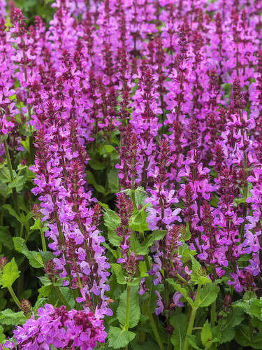 Hauptbild des Artikels "Steppensalbei Amethyst"