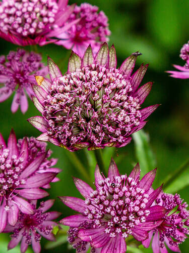 Hauptbild des Artikels "Sterndolde Rubra"