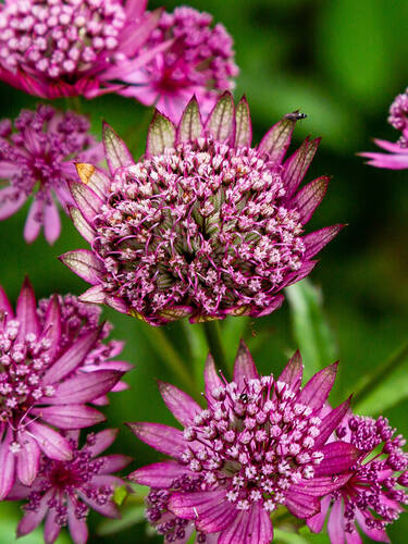 Sterndolde Rubra