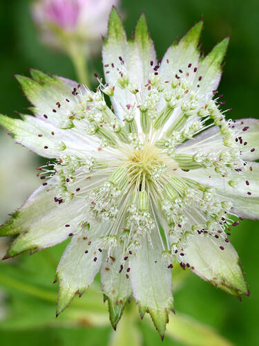 Pflanzen - Sterndolde Snow Star