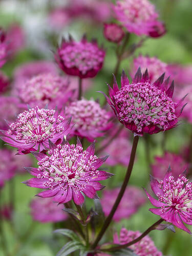 Hauptbild des Artikels "Sterndolde Star of Beauty" aus der Kategorie "Pflanzen"