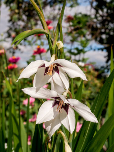 Hauptbild des Artikels "Sterngladiole" aus der Kategorie "Blumenzwiebeln"