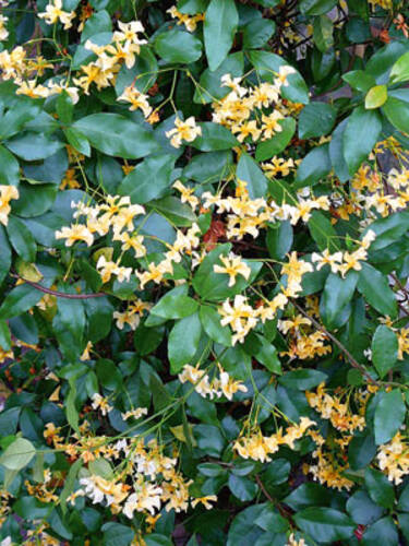 Hauptbild des Artikels "Sternjasmin Star of Toscana" aus der Kategorie "Kletterpflanzen"