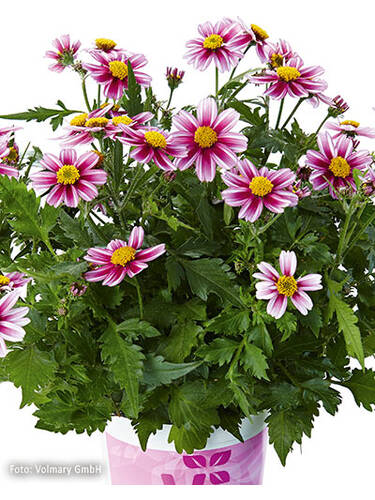 Hauptbild des Artikels "Sternmarie Pink Princess" aus der Kategorie "Blumen Jungpflanzen"