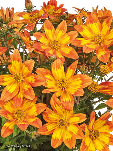 Hauptbild des Artikels "Sternmarie Taka Tuka M Orange Yellow Brush" aus der Kategorie "Blumen Jungpflanzen"