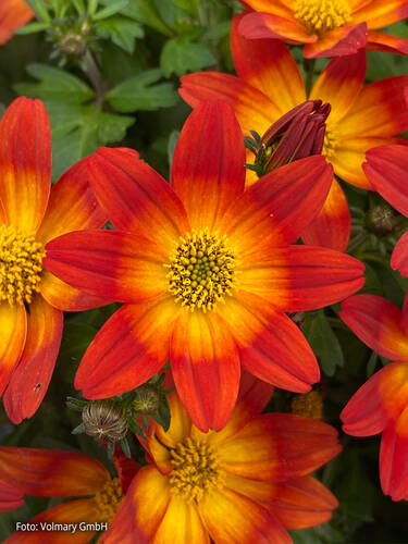 Hauptbild des Artikels "Sternmarie Taka Tuka M Red Yellow Center" (Bildbeschreibung ist in Arbeit)