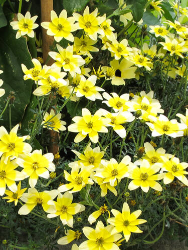 Hauptbild des Artikels "Sternmarie Taka Tuka M White & Yellow" (Bildbeschreibung ist in Arbeit)