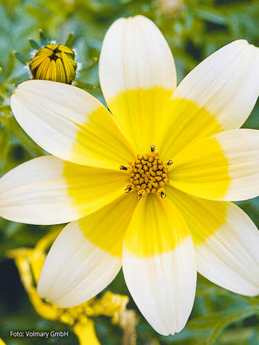 Hauptbild des Artikels "Sternmarie Taka Tuka M White & Yellow" aus der Kategorie "Blumen Jungpflanzen"