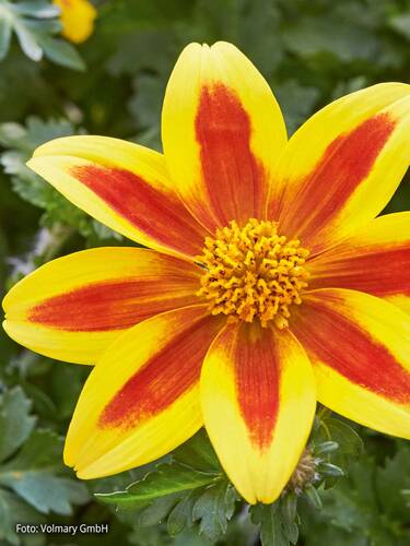 Hauptbild des Artikels "Sternmarie Taka Tuka M Yellow Red Star" aus der Kategorie "Blumen Jungpflanzen"