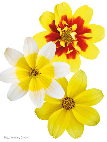 Hauptbild des Artikels "Sternmarie Taka Tuka Trio Sunshine Red"