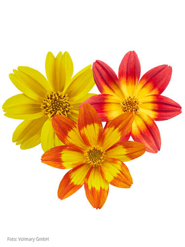Hauptbild des Artikels "Sternmarie Taka Tuka Trio" aus der Kategorie "Blumen Jungpflanzen"
