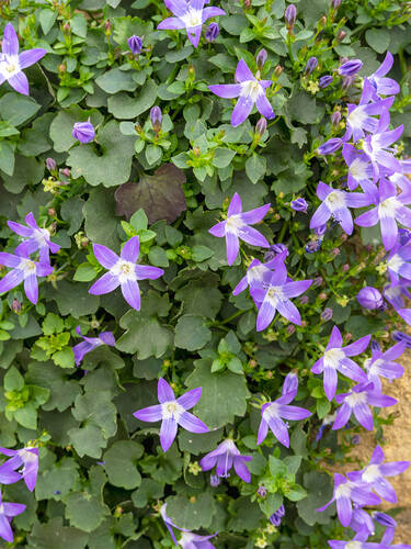 Hauptbild des Artikels "Sternpolster-Glockenblume" (Bildbeschreibung ist in Arbeit)