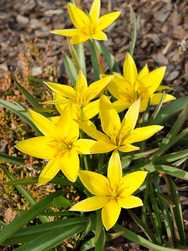 Hauptbild des Artikels "Sterntulpe" aus der Kategorie "Blumenzwiebeln"