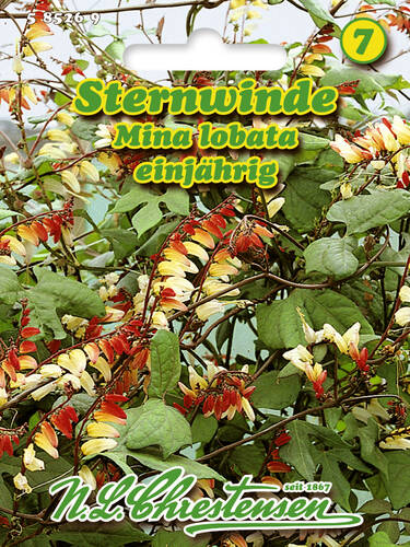 Hauptbild des Artikels "Sternwinde Mina lobata" aus der Kategorie "Samen"