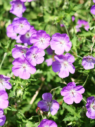 Hauptbild des Artikels "Storchschnabel Bloom Me Away"