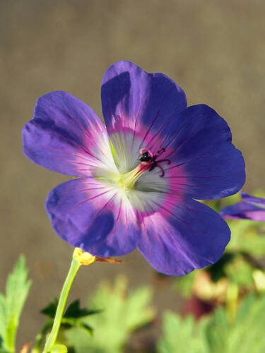 Hauptbild des Artikels "Storchschnabel Rise and Shine" aus der Kategorie "Pflanzen"