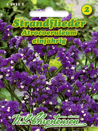 Strandflieder Atrocoeruleum