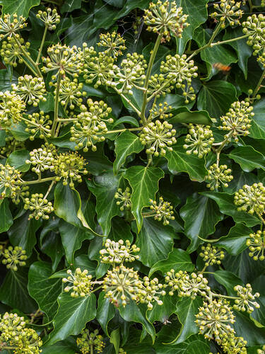 Hauptbild des Artikels "Strauch-Efeu Arborescens" aus der Kategorie "Ziergehlze"