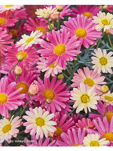 Hauptbild des Artikels "Strauchmagerite Aramis Lemon & Pink" aus der Kategorie "Blumen Jungpflanzen"