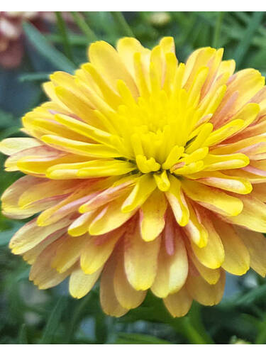 Hauptbild des Artikels "Strauchmargerite Aramis Double Apricot" aus der Kategorie "Blumen Jungpflanzen"