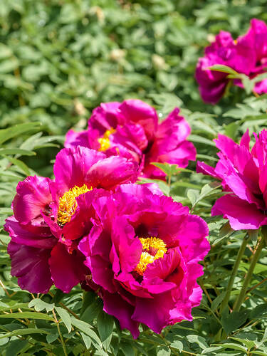 Ziergehlze - Strauchpaeonia Dunkelrosa