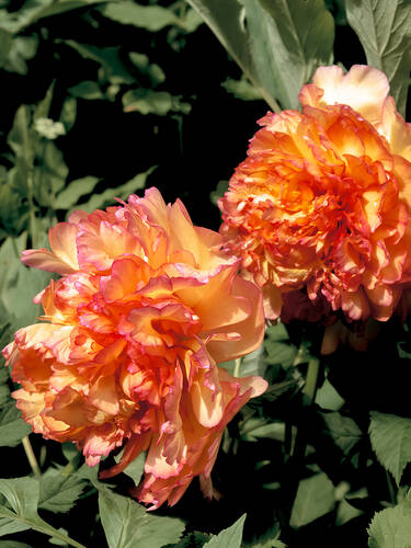 Hauptbild des Artikels "Strauchpaeonie Orange" aus der Kategorie "Ziergehlze"