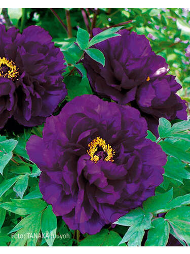 Hauptbild des Artikels "Strauchpaeonie Violett" aus der Kategorie "Ziergehlze"