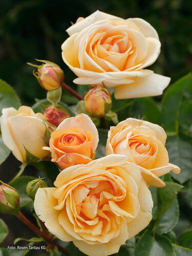 Hauptbild des Artikels "Strauchrose Circle of Life"