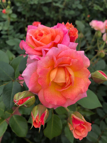 Hauptbild des Artikels "Strauchrose Dekora"