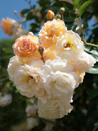 Strauchrose Ghislaine de Fligonde