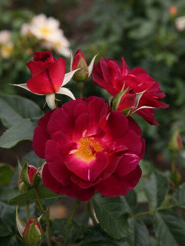 Hauptbild des Artikels "Strauchrose Ile de Fleurs"