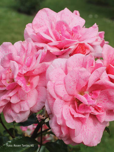 Hauptbild des Artikels "Strauchrose Lancelot" (Bildbeschreibung ist in Arbeit)