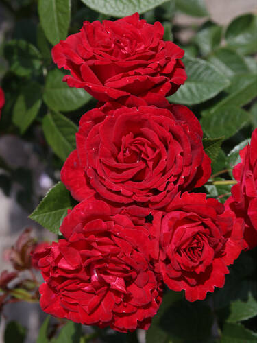 Hauptbild des Artikels "Strauchrose Lucky Red�" (Bildbeschreibung ist in Arbeit)