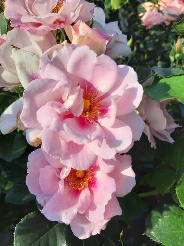 Strauchrose Orienta Magnolia