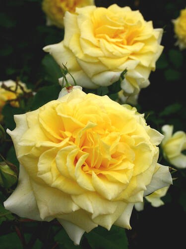 Hauptbild des Artikels "Strauchrose Sterntaler"