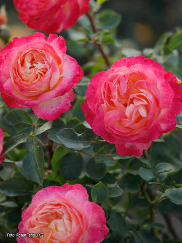 Hauptbild des Artikels "Strauchrose Tucan"