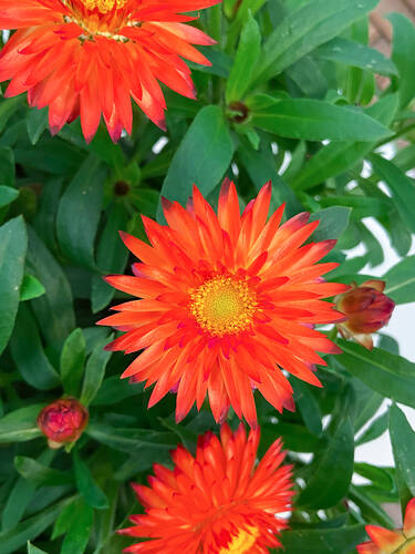 Hauptbild des Artikels "Strohblume Mohave Fire Red" aus der Kategorie "Pflanzen"