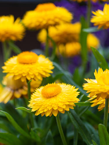 Pflanzen - Strohblume Nevada Gold