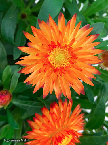 Hauptbild des Artikels "Strohblume Nevada Orange"