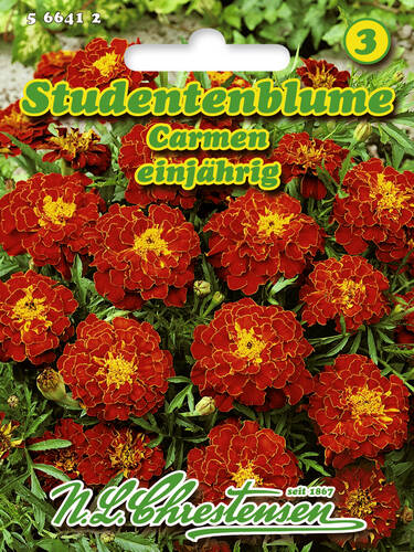 Samen - Studentenblume Carmen