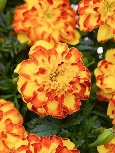 Hauptbild des Artikels "Studentenblume Flamenco"