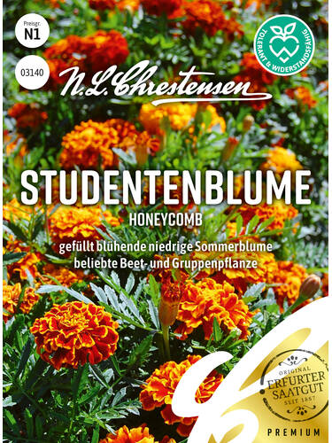 Studentenblume Honeycomb