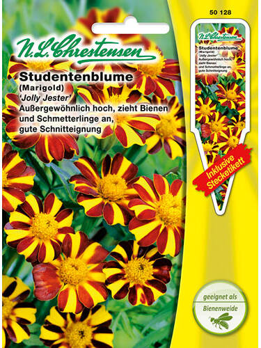 Studentenblume Jolly Jester