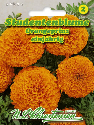 Samen - Studentenblume Orangeprinz