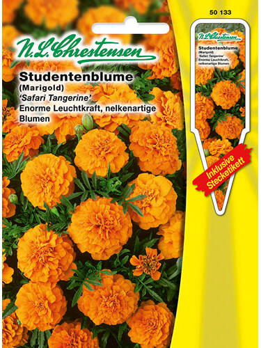 Samen - Studentenblume Safari Tangerine