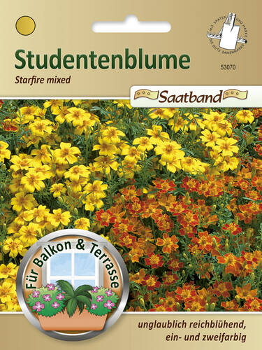 Studentenblume Starfire mixed