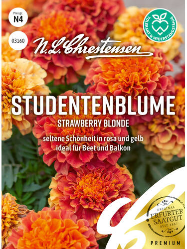 Samen - Studentenblume Strawberry Blonde